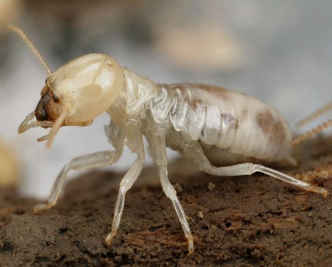 Summit Pest Control Image